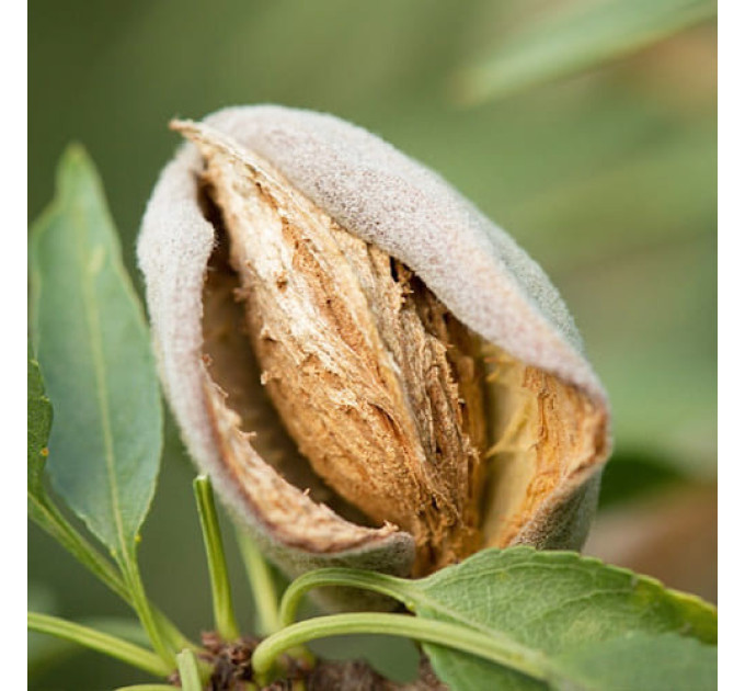 Мигдаль сорт Антік, 2 роки