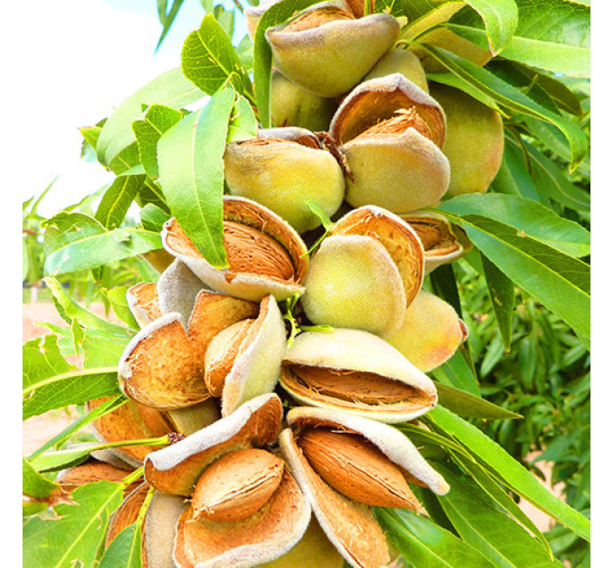 Мигдаль сорт Антік, 2 роки