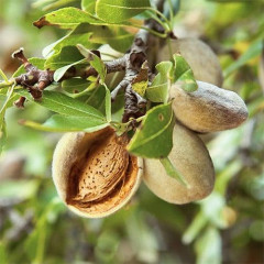 Миндаль сорт Десертный, 2 года