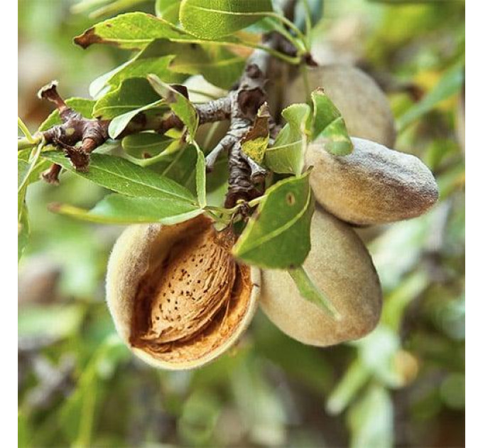 Миндаль сорт Десертный, 2 года