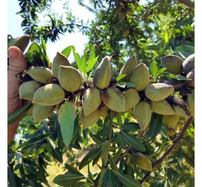 Миндаль сорт Десертный, 2 года