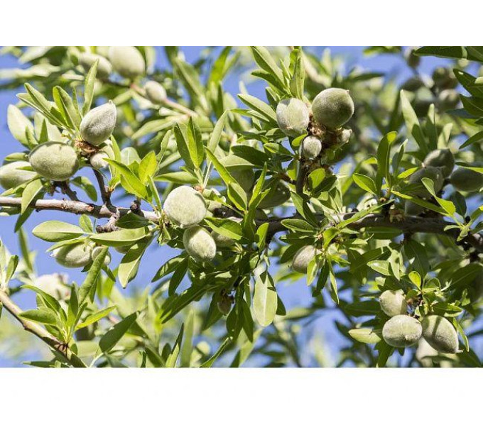 Миндаль сорт Десертный, 2 года