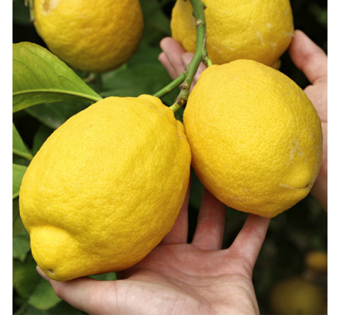 Лимон сорт Київський