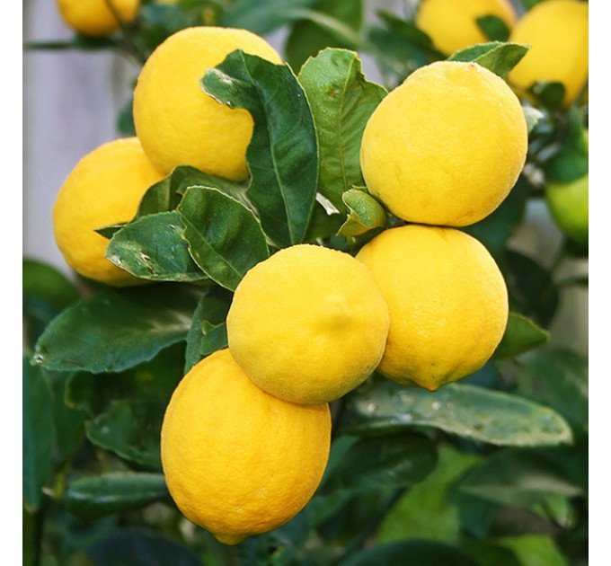 Лимон сорт Київський