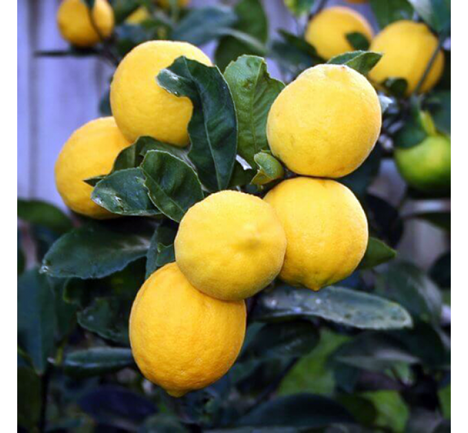 Лимон сорт Дженоа