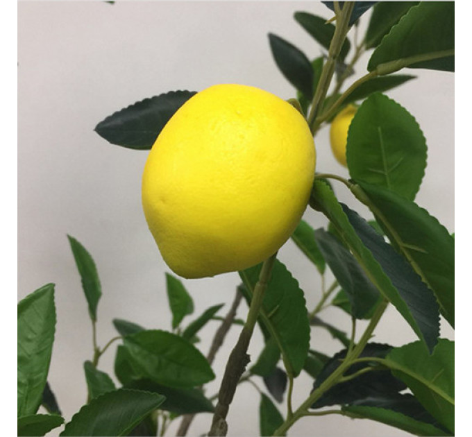 Лимон сорт Дженоа