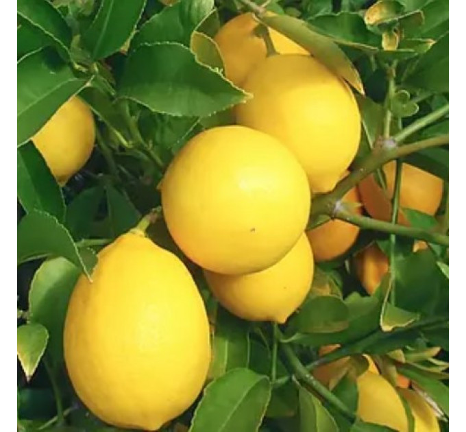 Лимон сорт Дженоа