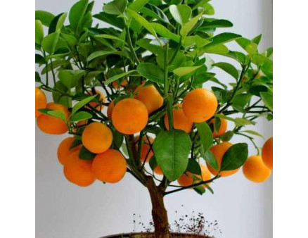 Мандарин сорт Ковано-Васе