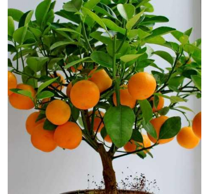 Мандарин сорт Ковано-Васе