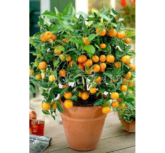 Мандарин сорт Ковано-Васе