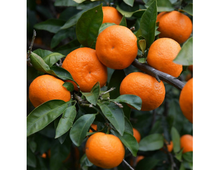 Мандарин сорт Сатсума