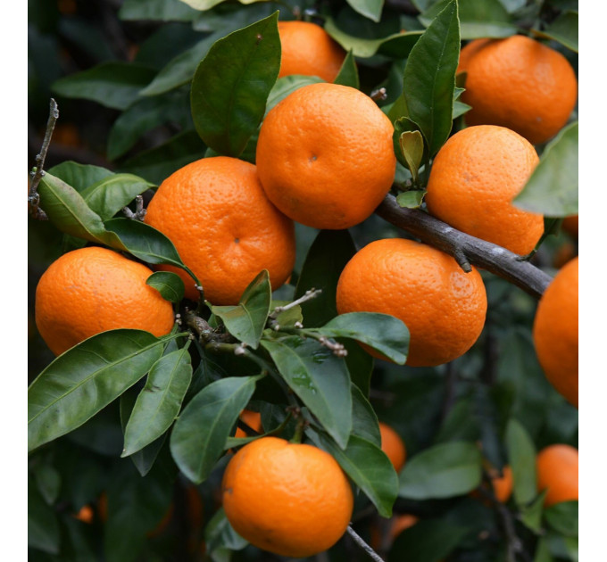 Мандарин сорт Сатсума