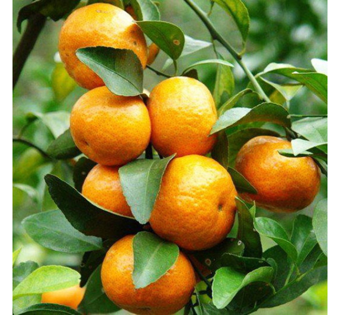 Мандарин сорт Сатсума