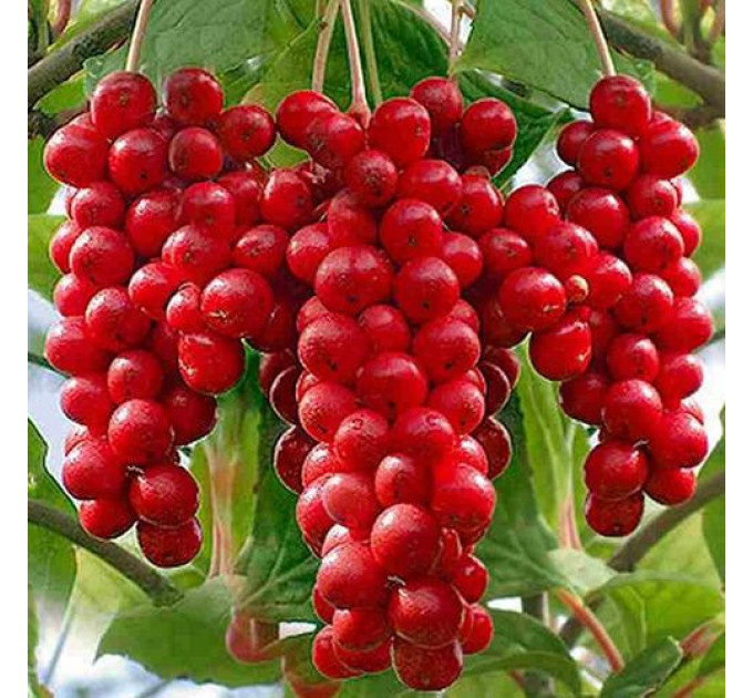 Лимонник Китайський