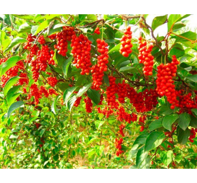 Лимонник Китайський