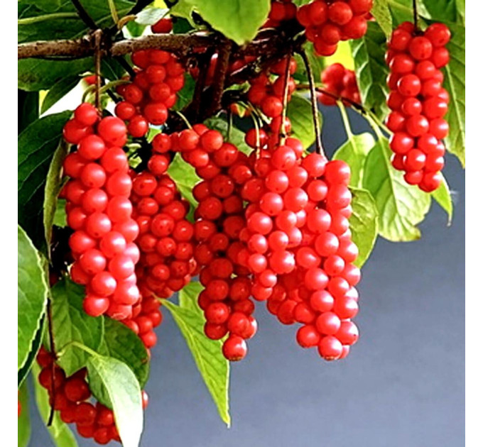 Лимонник Китайський