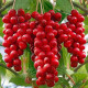 Лимонник Китайский 2 летний, конт. 1.5 л
