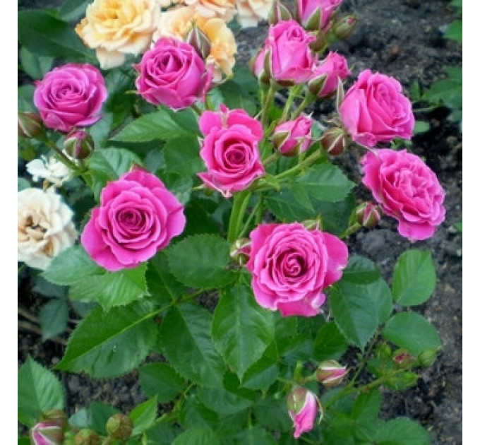 Роза Спрей Лавлі Лідія