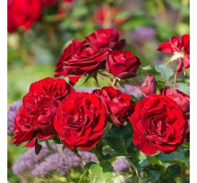 Штамбовая роза сорт Торнадо