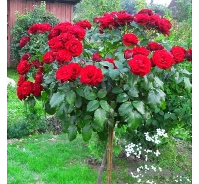 Штамбовая роза сорт Торнадо