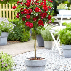 Штамбовая роза сорт Торнадо