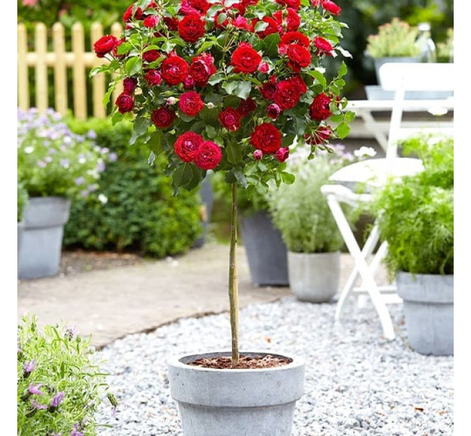 Штамбовая роза сорт Торнадо