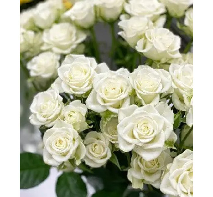 Штамбова троянда сорт Букет нареченої