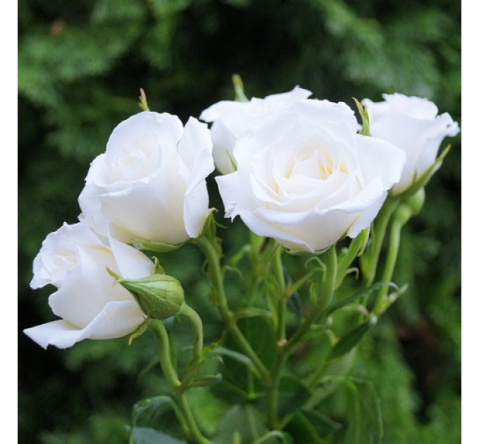 Штамбова троянда сорт Букет нареченої