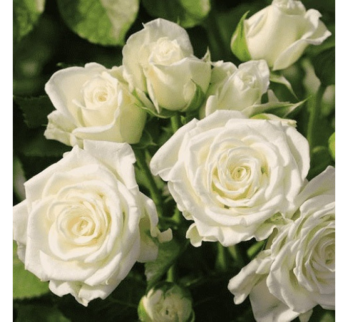 Штамбова троянда сорт Букет нареченої