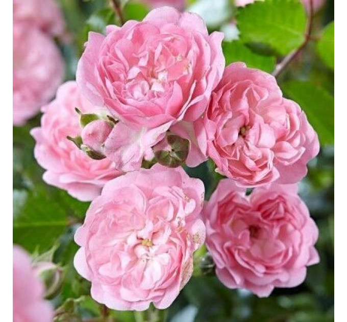 Штамбовая роза сорт Зе Фейри (The Fairy)