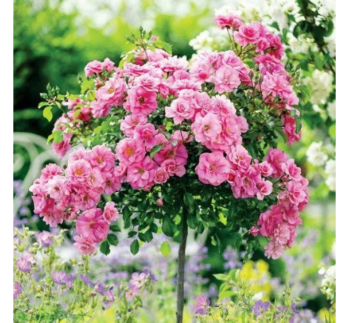 Штамбовая роза сорт Зе Фейри (The Fairy)