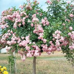 Штамбовая роза сорт Зе Фейри (The Fairy)