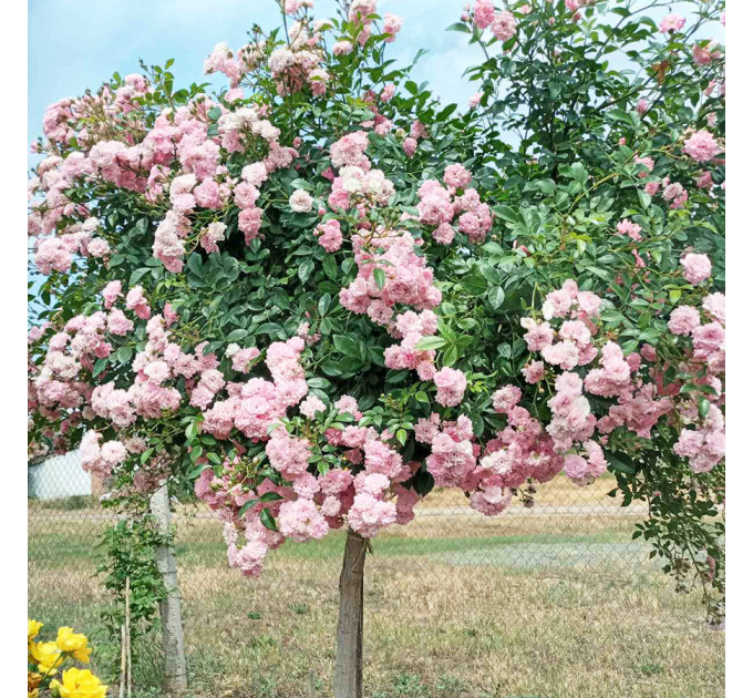 Штамбовая роза сорт Зе Фейри (The Fairy)