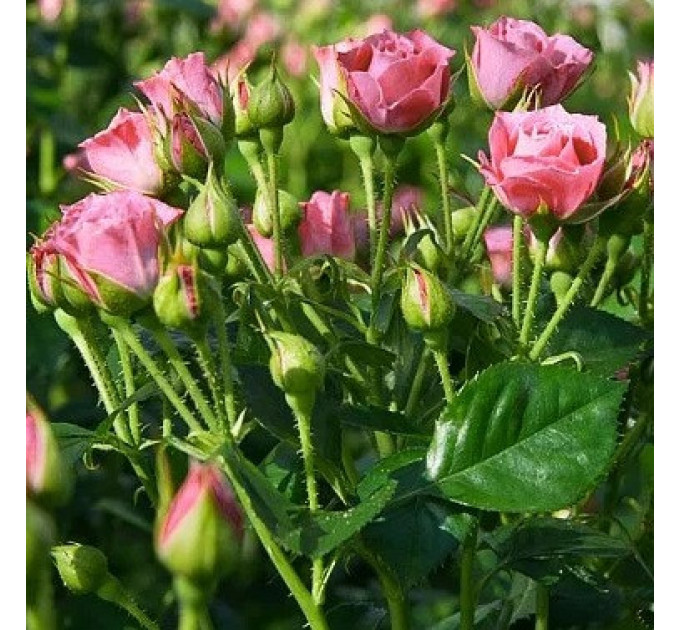 Штамбова троянда сорт Спрей рожева