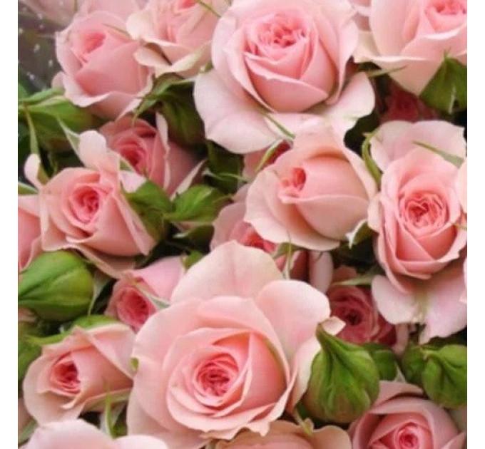 Штамбова троянда сорт Спрей рожева