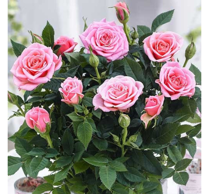 Штамбова троянда сорт Спрей рожева