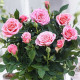 Штамбова троянда сорт Спрей рожева