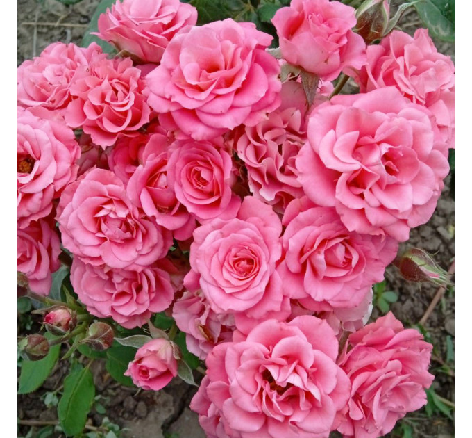 Штамбова троянда сорт Спрей рожева