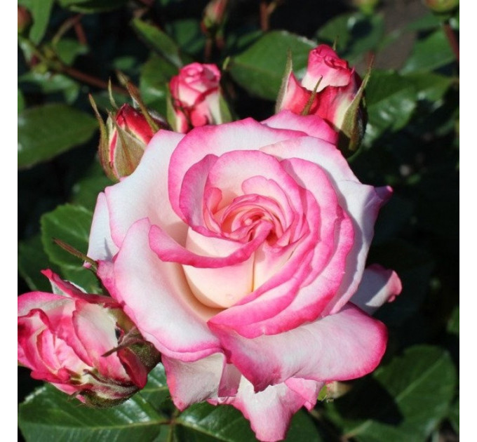 Штамбова троянда сорт Аріфа