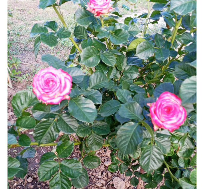 Штамбова троянда сорт Аріфа