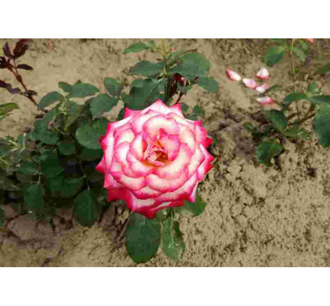 Штамбова троянда сорт Аріфа