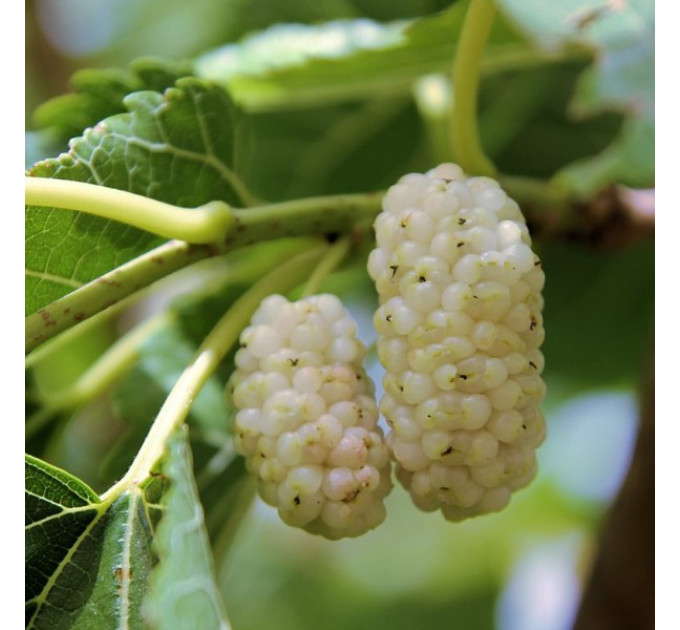 Шовковиця сорт Медова, підщепа сіянець шовковиці