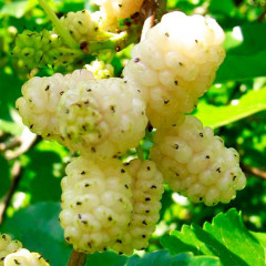 Шовковиця сорт Медова, підщепа сіянець шовковиці