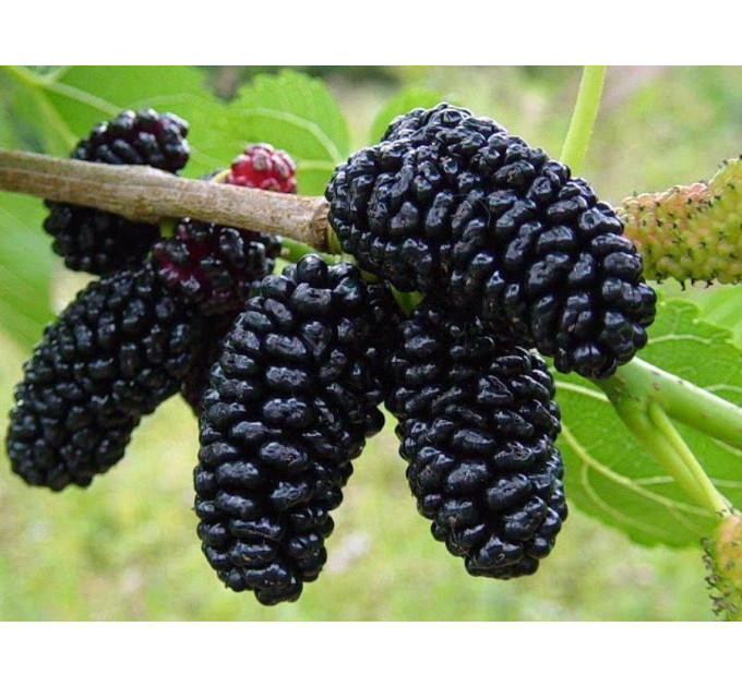 Шелковица сорт Гвардейская ранняя, подвой сеянец шелковицы