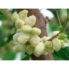 Шовковиця сорт Одеса, підщепа сіянець шовковиці