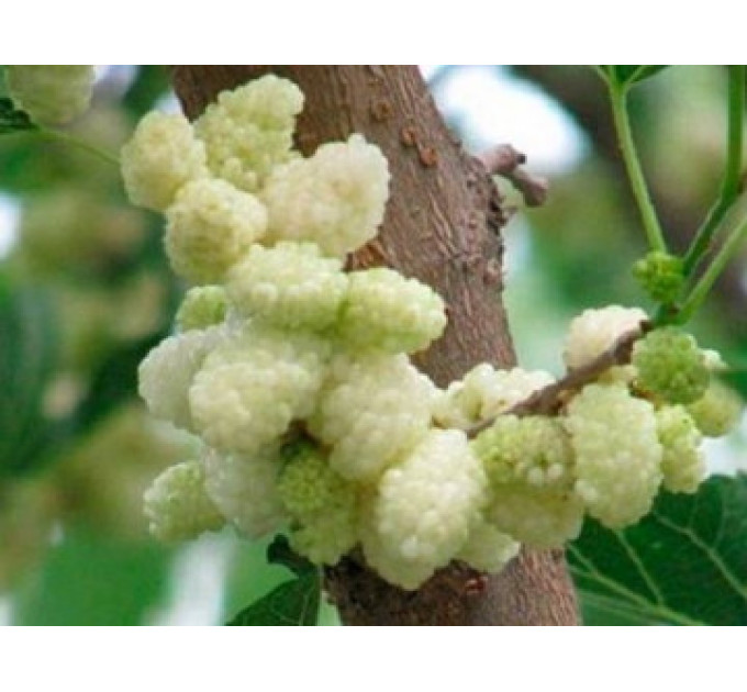 Шелковица сорт Одесса, подвой сеянец шелковицы