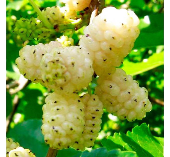 Шелковица сорт Медовая, 2 года