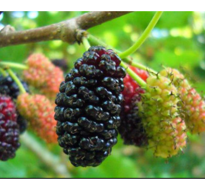 Шелковица сорт Шелли 2 летняя, подвой сеянец шелковицы