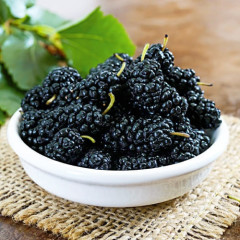 Шовковиця сорт Шеллі 2 річна, підщепа сіянець шовковиці