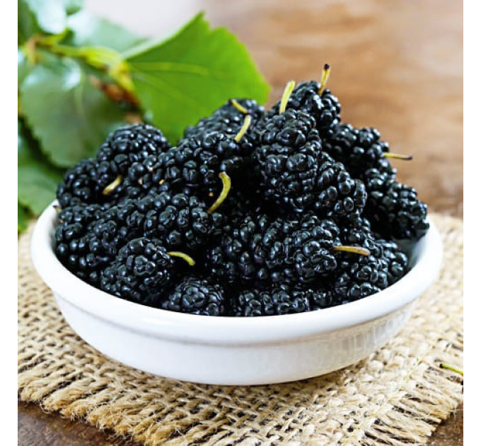 Шелковица сорт Шелли 2 летняя, подвой сеянец шелковицы